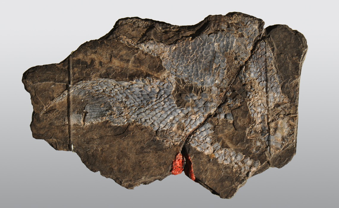 Fossile de poisson hétérocerque, Permien. 