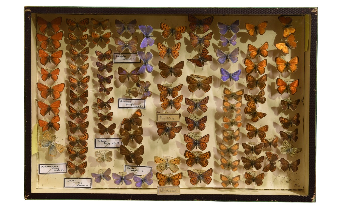 Collection entomologique : papillons de France.
