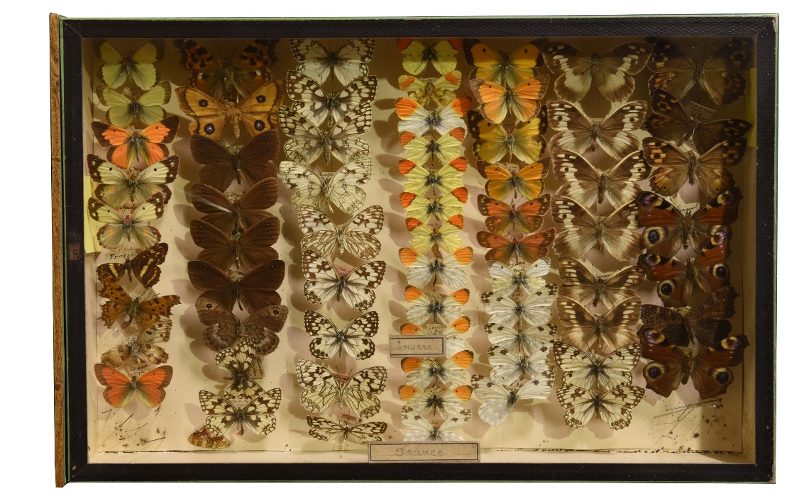 Collection entomologique : papillons de France.