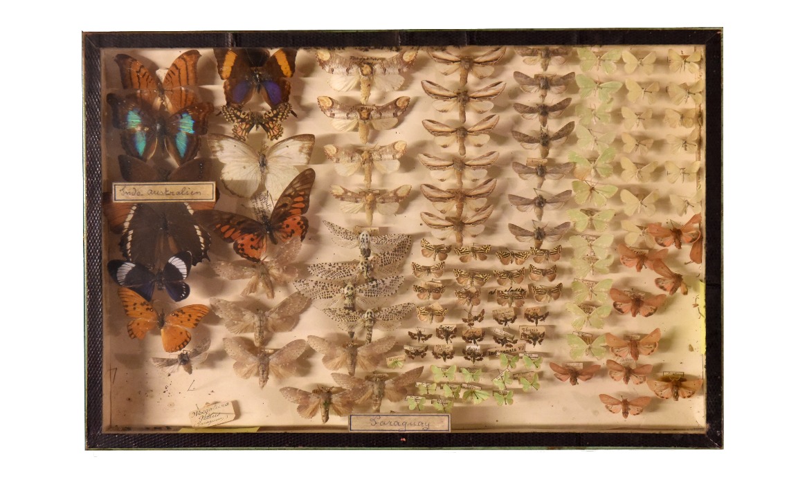 Collection entomologique : papillons exotiques.