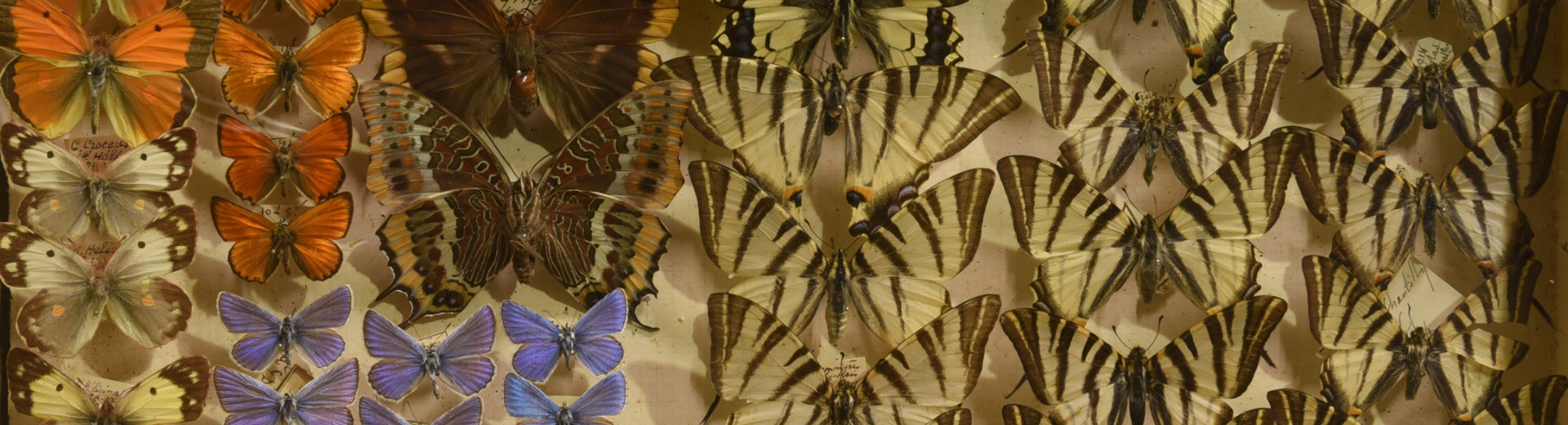 Collection entomologique du Musée Labenche de Brive - Tiroir de papillons