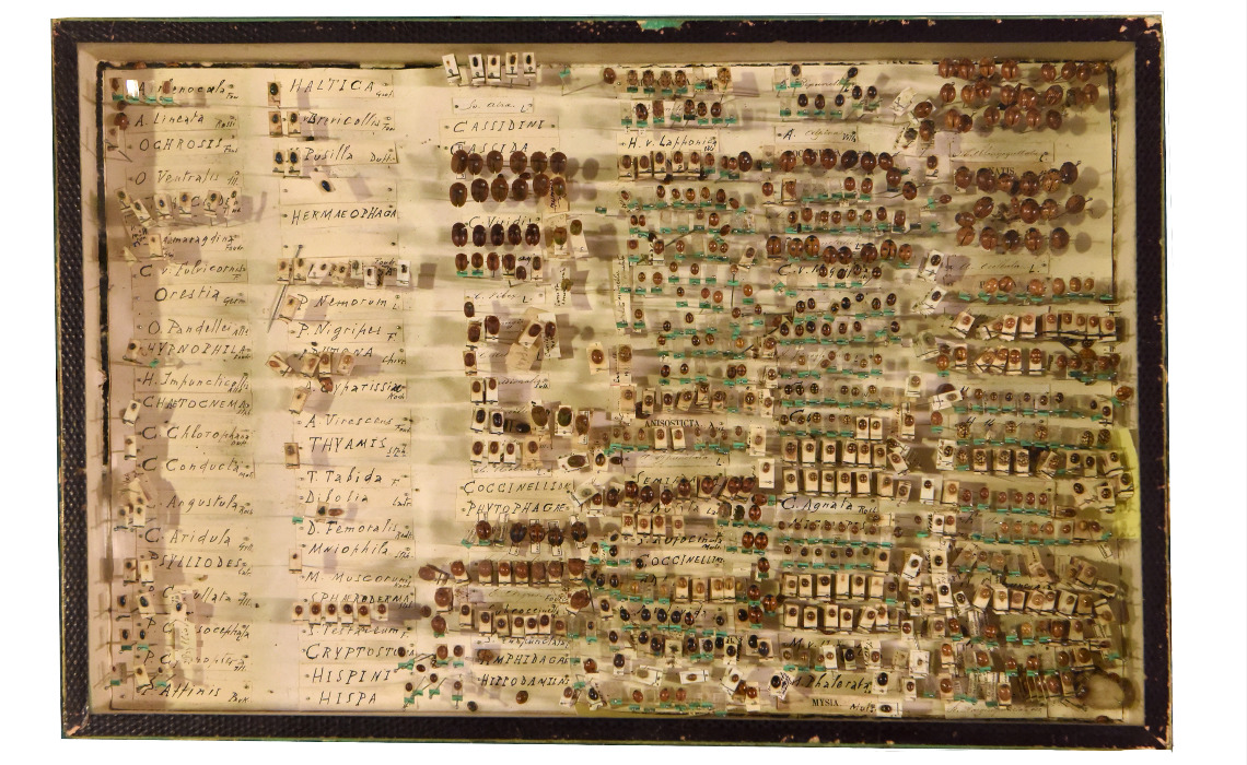 Collection entomologique : coléoptères.