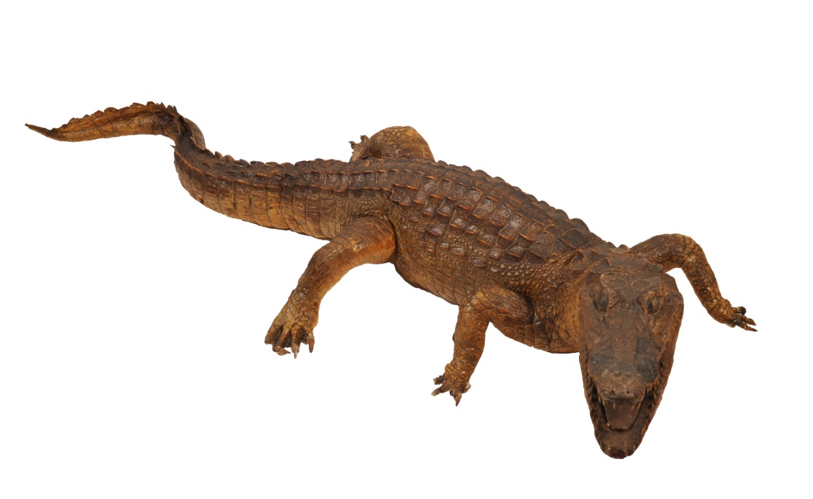 Crocodile naturalisé, fin 19e siècle. Collection musée Labenche.