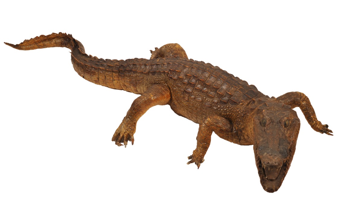 Crocodile naturalisé, ca 1890.