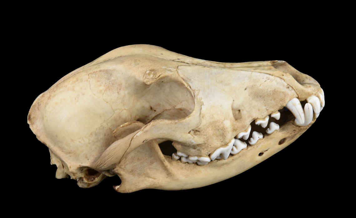 Crâne de chien, 20e siècle. Collection musée Labenche.
